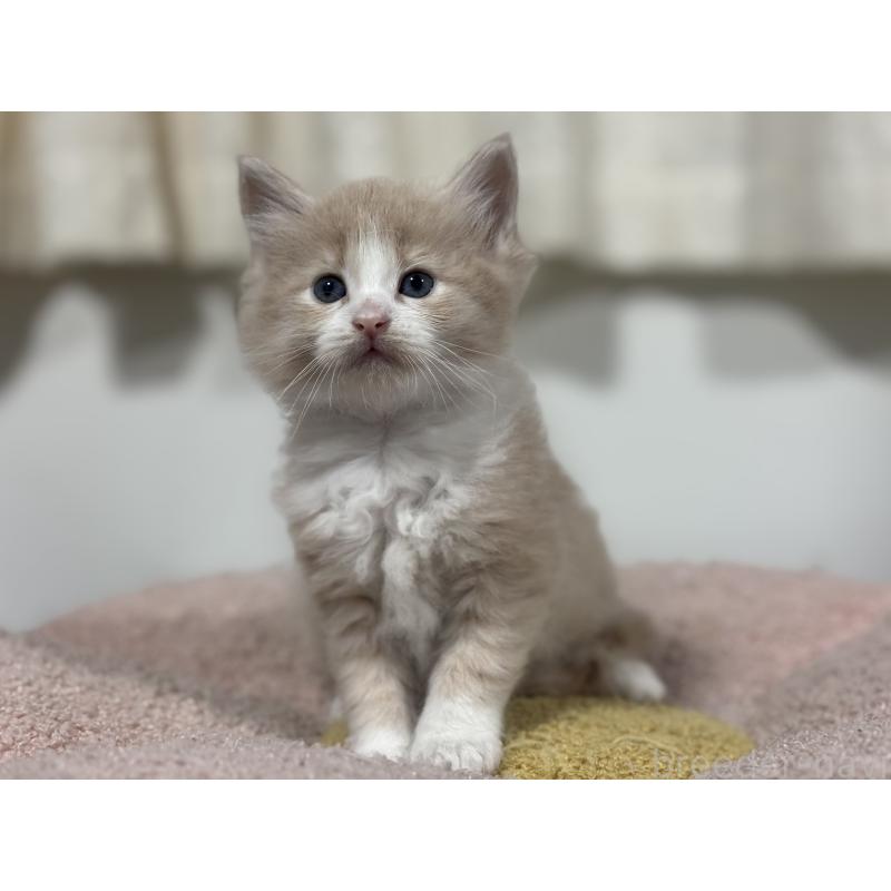 販売中の神奈川県のノルウェージャンフォレストキャット-137437の6枚目