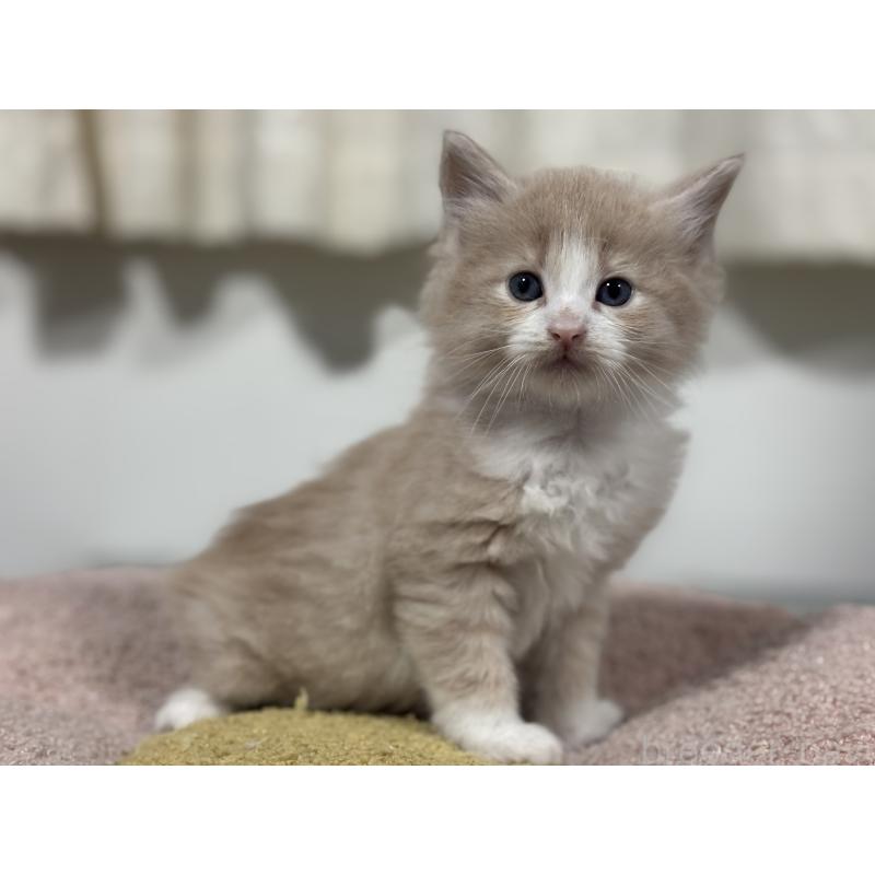 販売中の神奈川県のノルウェージャンフォレストキャット-137437の5枚目