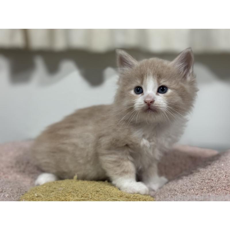 販売中の神奈川県のノルウェージャンフォレストキャット-137437の4枚目