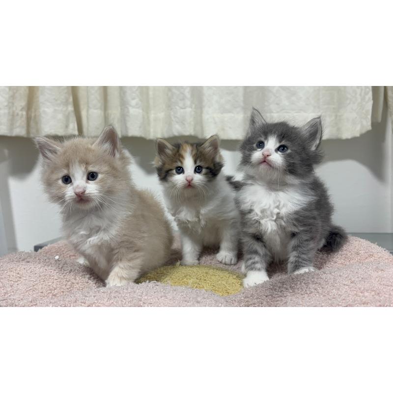 販売中の神奈川県のノルウェージャンフォレストキャット-137437の3枚目