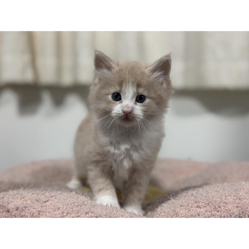 販売中の神奈川県のノルウェージャンフォレストキャット-137437の2枚目