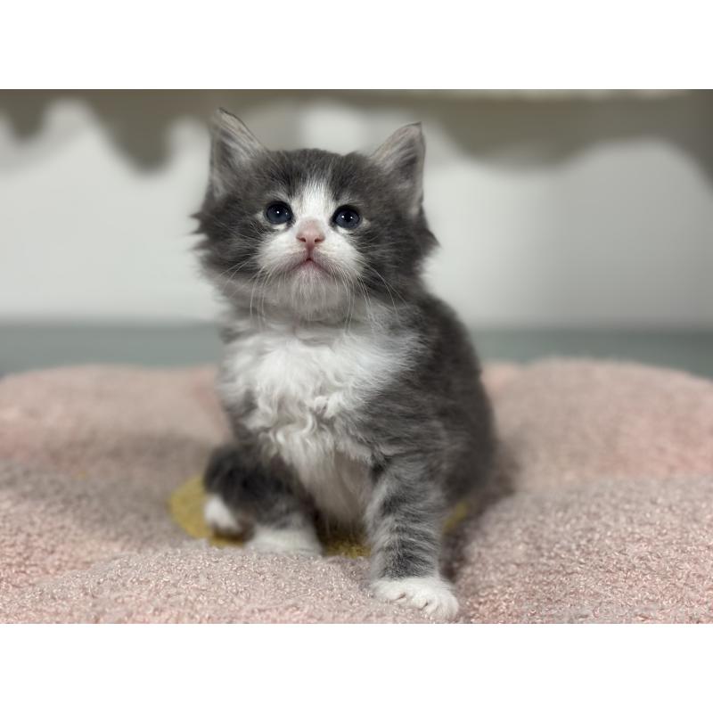 販売中の神奈川県のノルウェージャンフォレストキャット-137438の11枚目