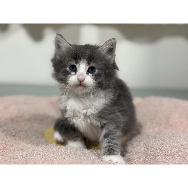 販売中の神奈川県のノルウェージャンフォレストキャット-137438の10枚目