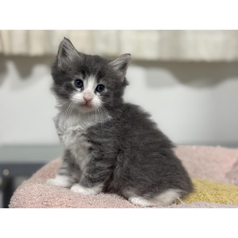 販売中の神奈川県のノルウェージャンフォレストキャット-137438の7枚目