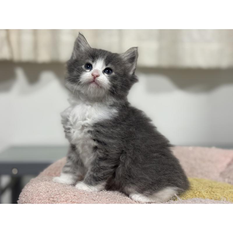 販売中の神奈川県のノルウェージャンフォレストキャット-137438の6枚目