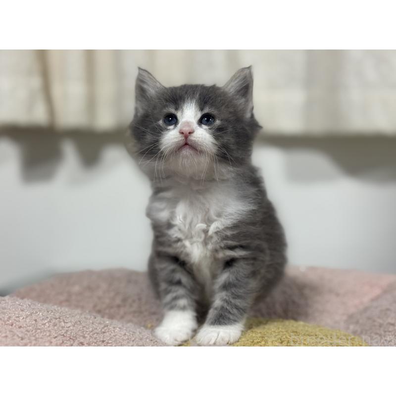 販売中の神奈川県のノルウェージャンフォレストキャット-137438の5枚目