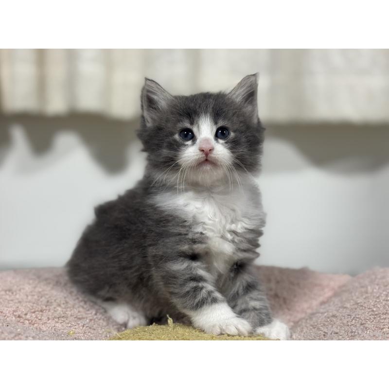 販売中の神奈川県のノルウェージャンフォレストキャット-137438の4枚目