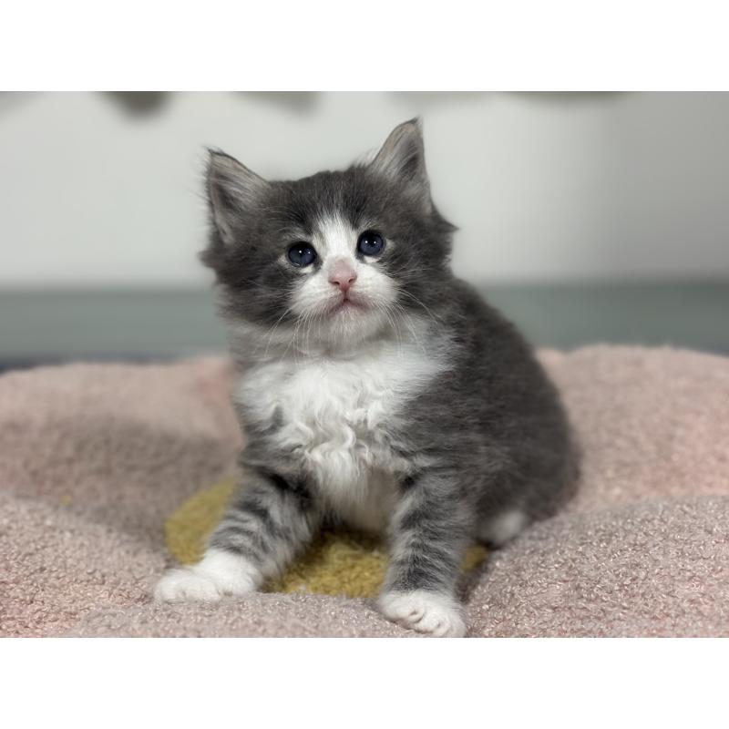 販売中の神奈川県のノルウェージャンフォレストキャット-137438の3枚目