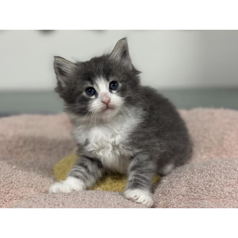 販売中の神奈川県のノルウェージャンフォレストキャット-137438の2枚目