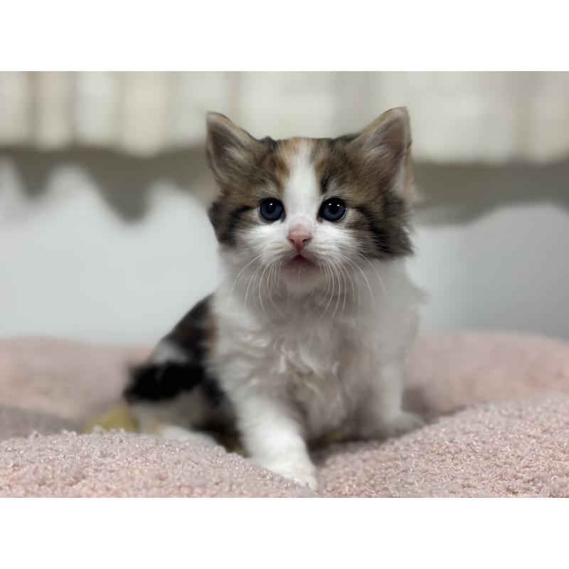 販売中の神奈川県のノルウェージャンフォレストキャット-137439の16枚目