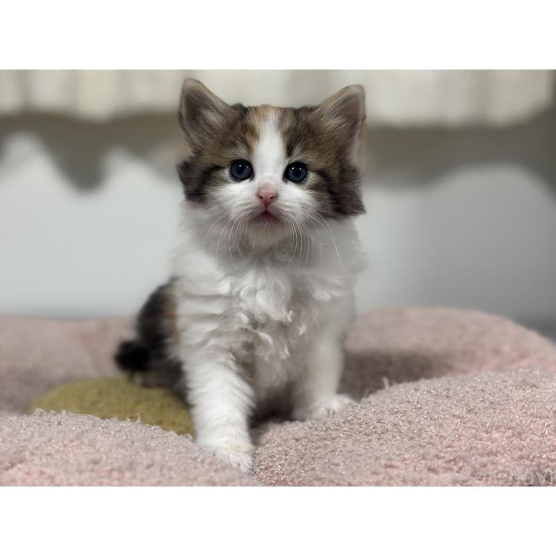 販売中の神奈川県のノルウェージャンフォレストキャット-137439の14枚目