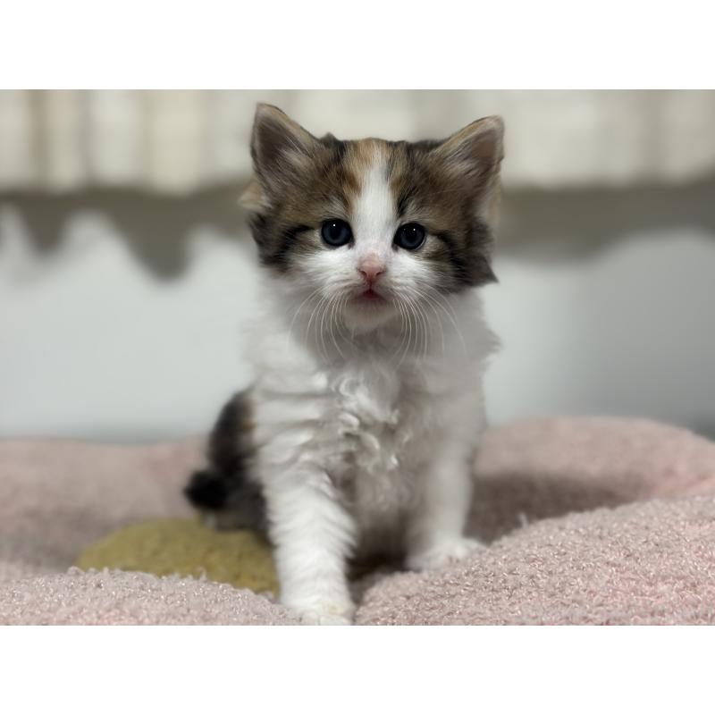 販売中の神奈川県のノルウェージャンフォレストキャット-137439の13枚目