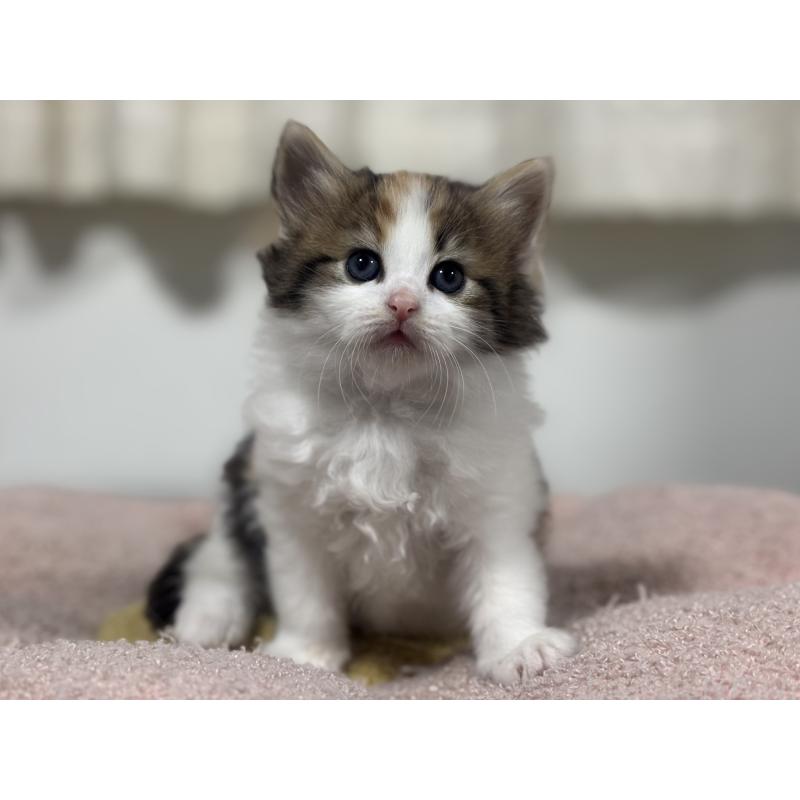 販売中の神奈川県のノルウェージャンフォレストキャット-137439の12枚目