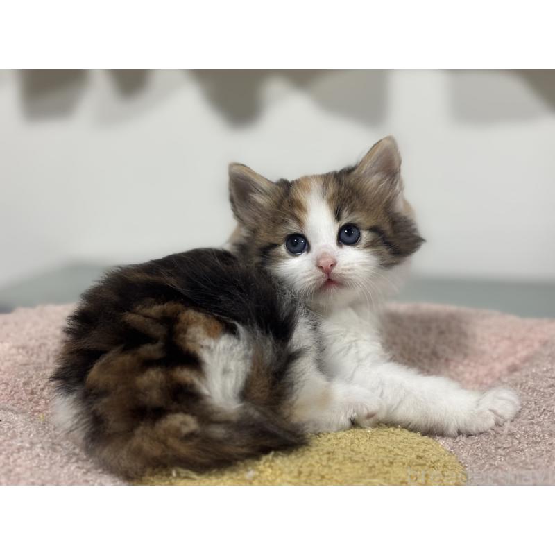 販売中の神奈川県のノルウェージャンフォレストキャット-137439の11枚目