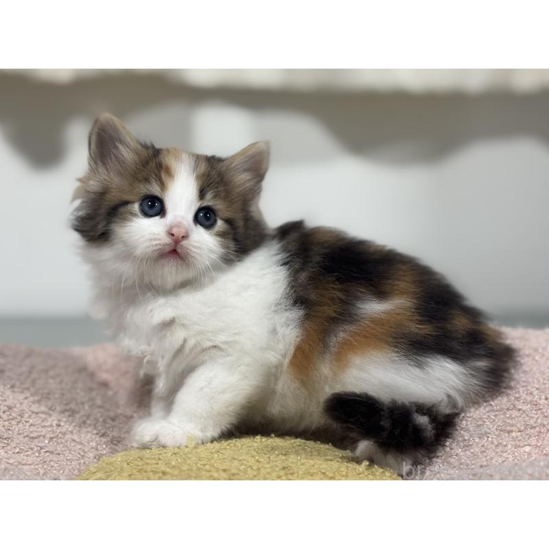 販売中の神奈川県のノルウェージャンフォレストキャット-137439の10枚目