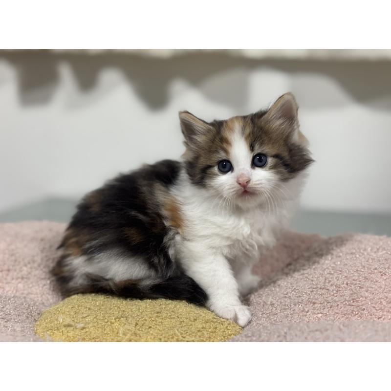 販売中の神奈川県のノルウェージャンフォレストキャット-137439の9枚目