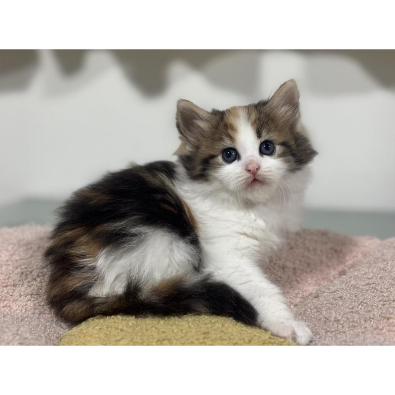 販売中の神奈川県のノルウェージャンフォレストキャット-137439の8枚目