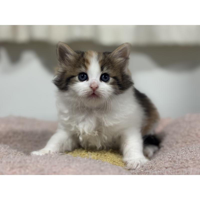 販売中の神奈川県のノルウェージャンフォレストキャット-137439の6枚目