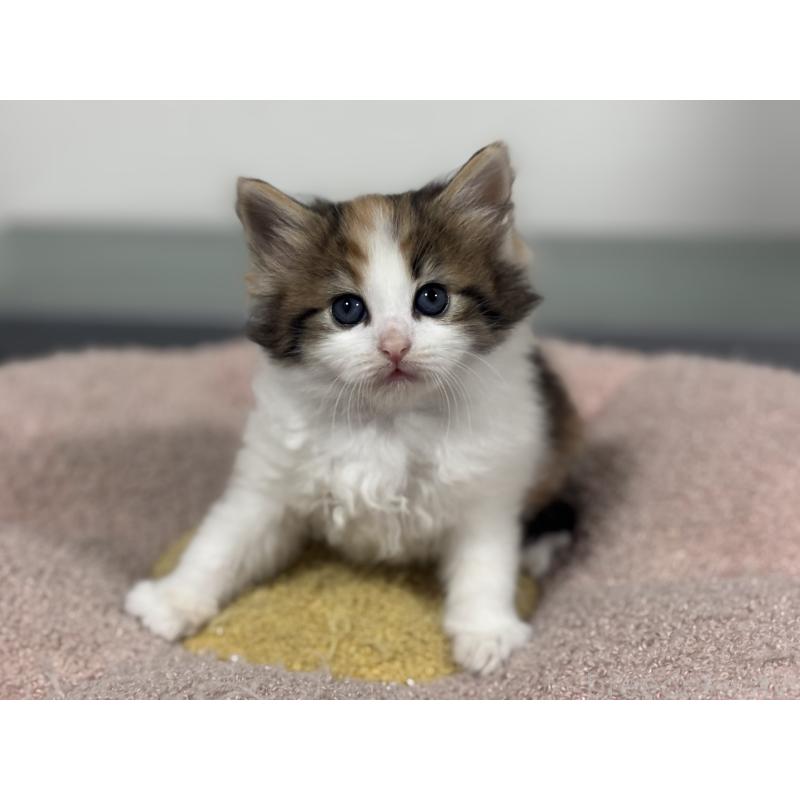 販売中の神奈川県のノルウェージャンフォレストキャット-137439の5枚目