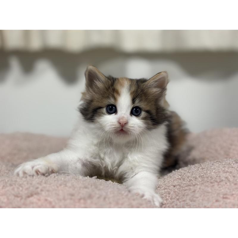 販売中の神奈川県のノルウェージャンフォレストキャット-137439の4枚目