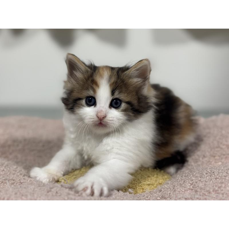 販売中の神奈川県のノルウェージャンフォレストキャット-137439の3枚目