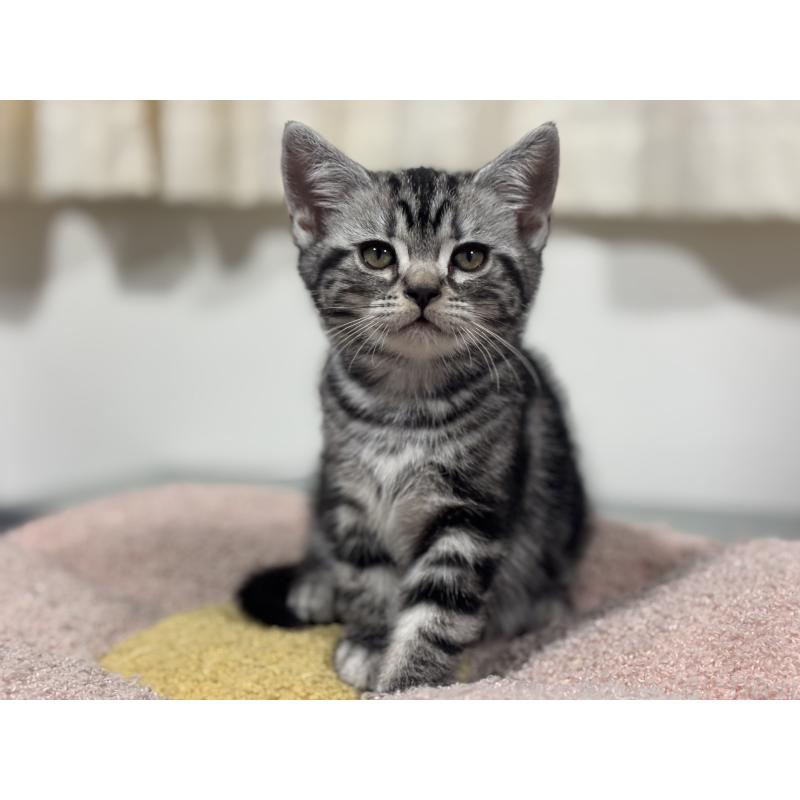 成約済の神奈川県のアメリカンショートヘア-135532の4枚目