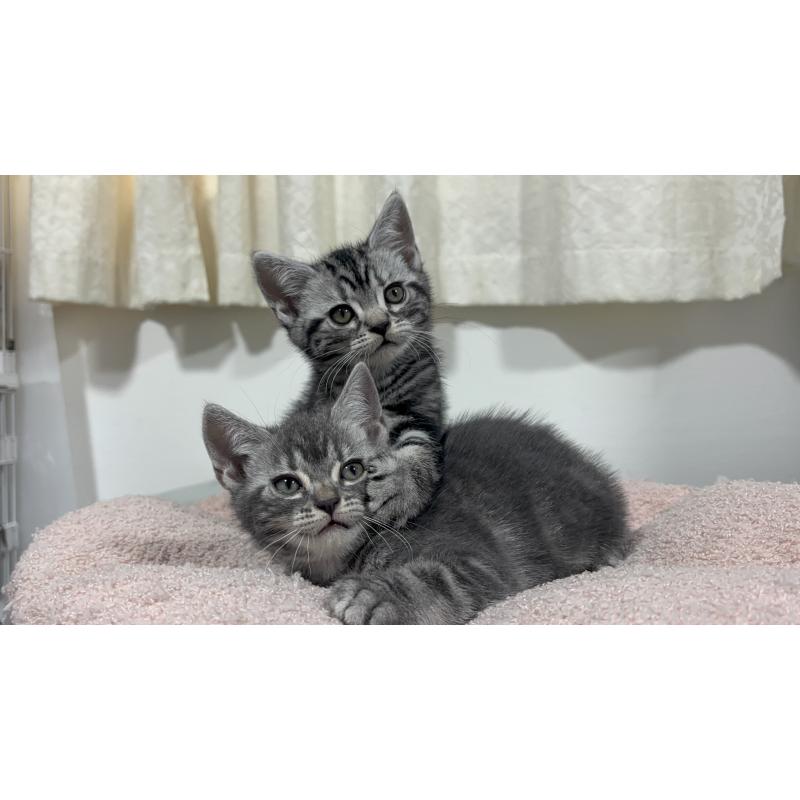 成約済の神奈川県のアメリカンショートヘア-135532の3枚目