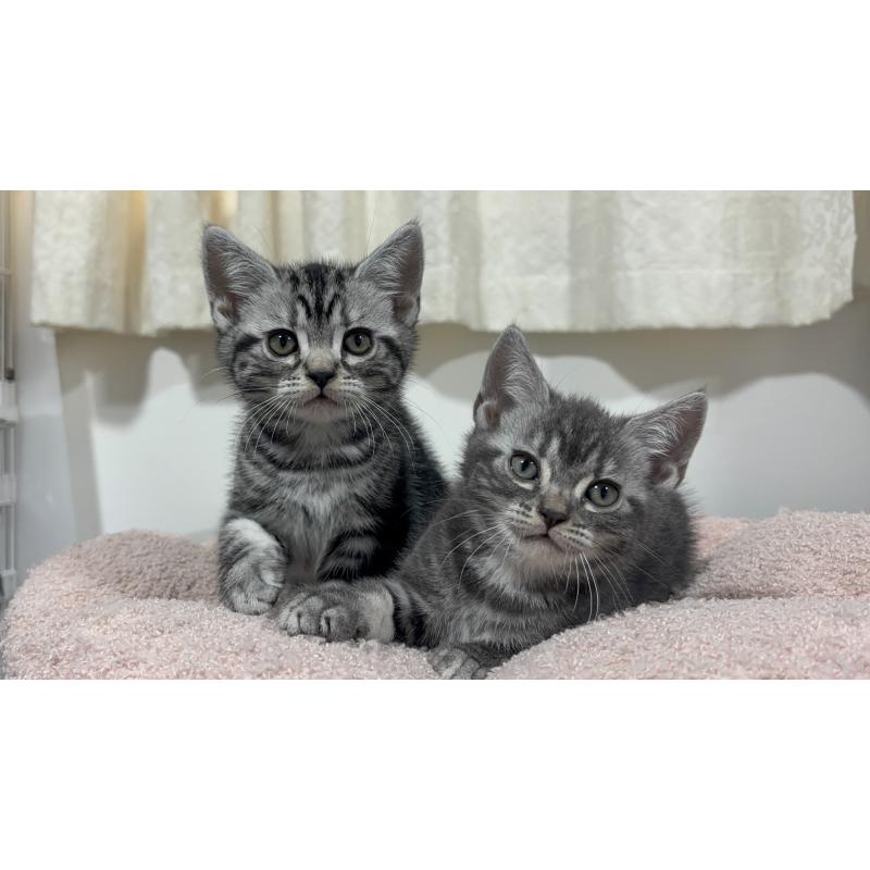 成約済の神奈川県のアメリカンショートヘア-135532の2枚目