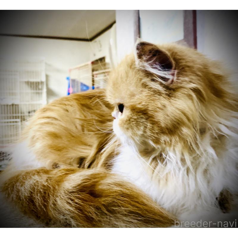 販売中の大阪府のミヌエット-135022の4枚目