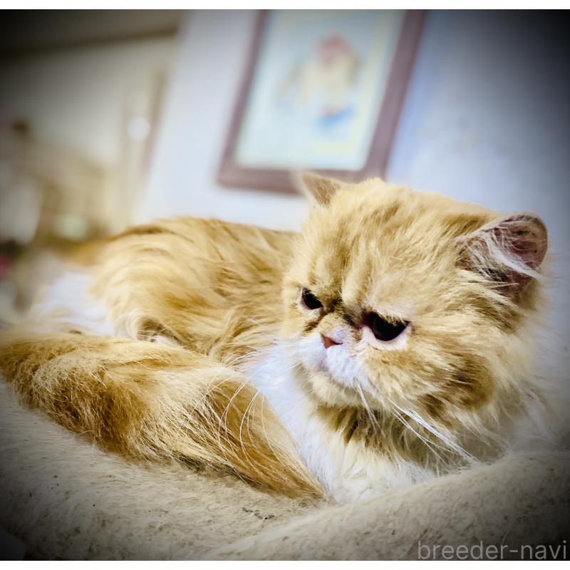 販売中の大阪府のミヌエット-135022の3枚目