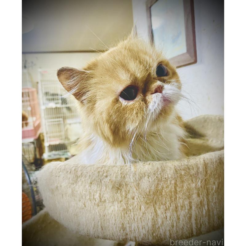 販売中の大阪府のミヌエット-135022の2枚目