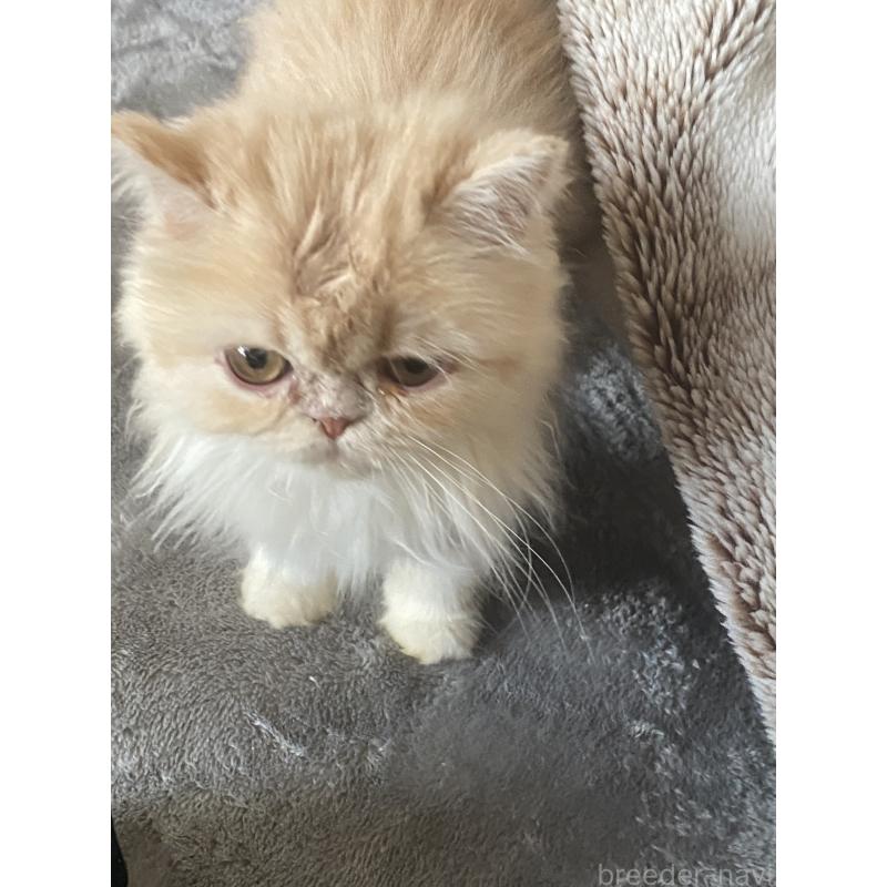 販売中の大阪府のエキゾチックロングヘア-132879の2枚目