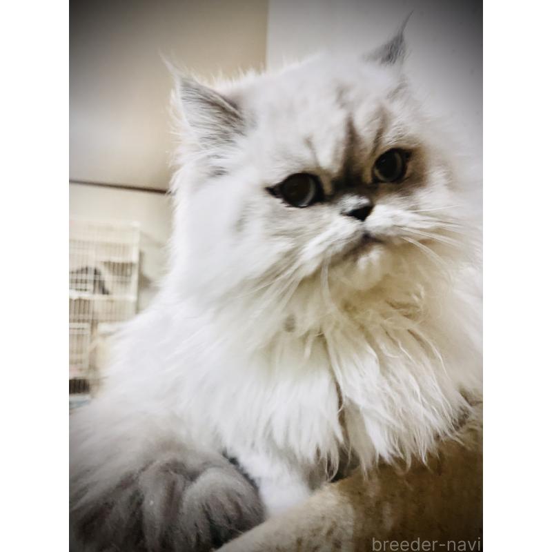 販売中の大阪府のエキゾチックロングヘア-126111の5枚目