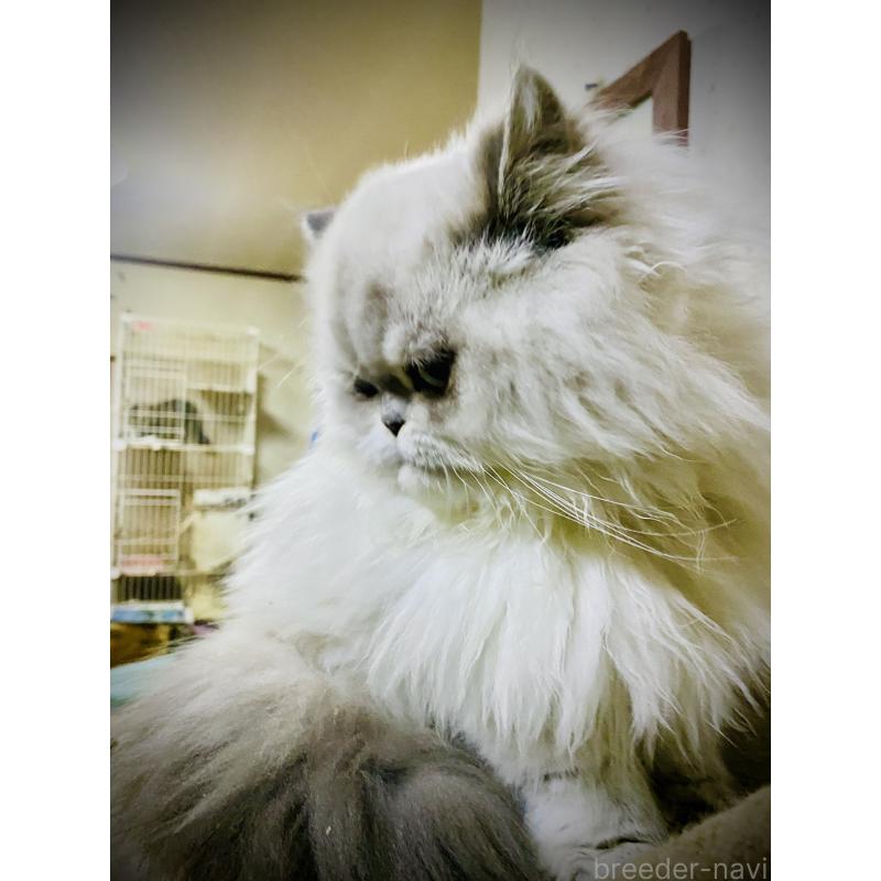 販売中の大阪府のエキゾチックロングヘア-126111の4枚目