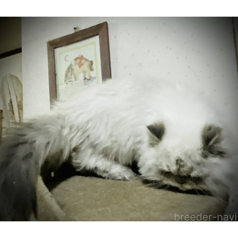 販売中の大阪府のエキゾチックロングヘア-126111の3枚目