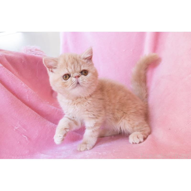 販売中の神奈川県のエキゾチックショートヘア-132295の10枚目