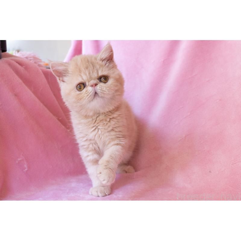 販売中の神奈川県のエキゾチックショートヘア-132295の9枚目