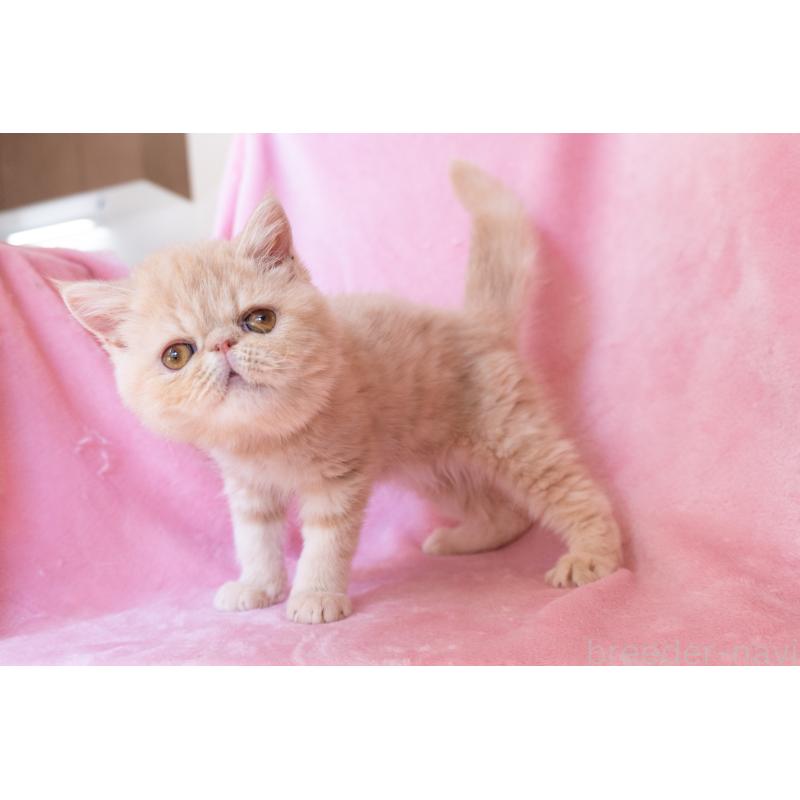 販売中の神奈川県のエキゾチックショートヘア-132295の8枚目