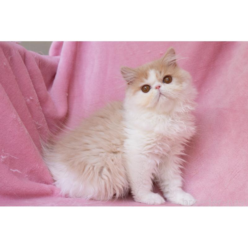 販売中の神奈川県のエキゾチックロングヘア-132299の10枚目