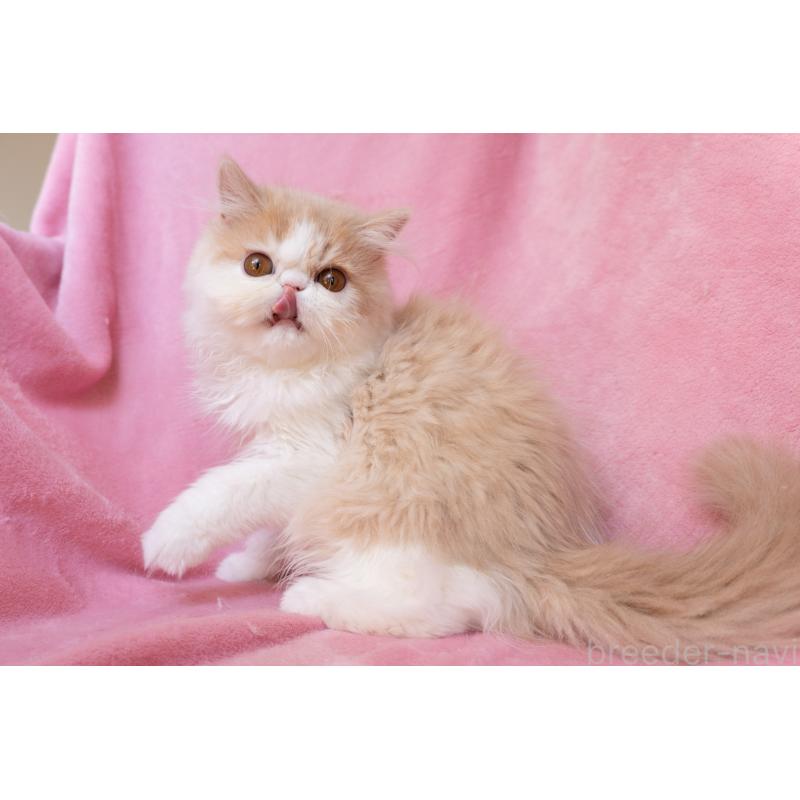 販売中の神奈川県のエキゾチックロングヘア-132299の9枚目