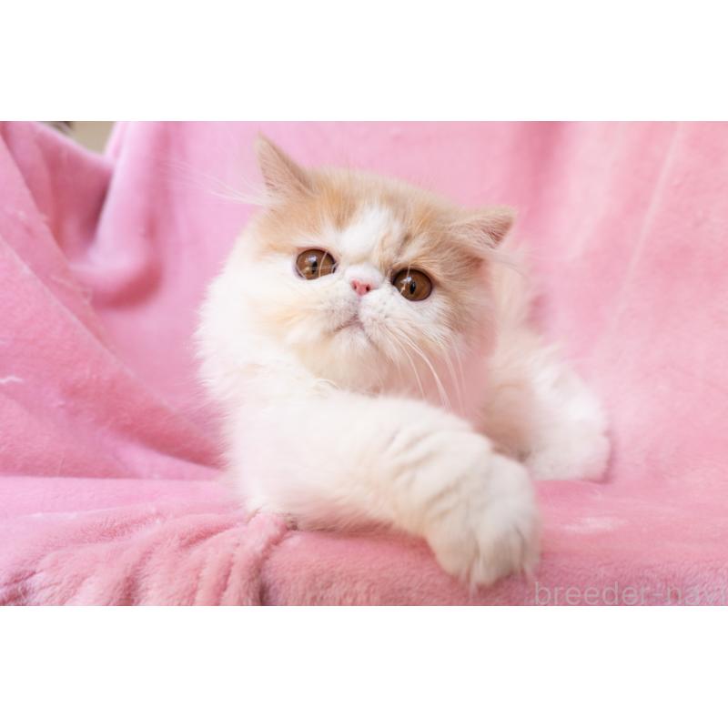 販売中の神奈川県のエキゾチックロングヘア-132299の8枚目