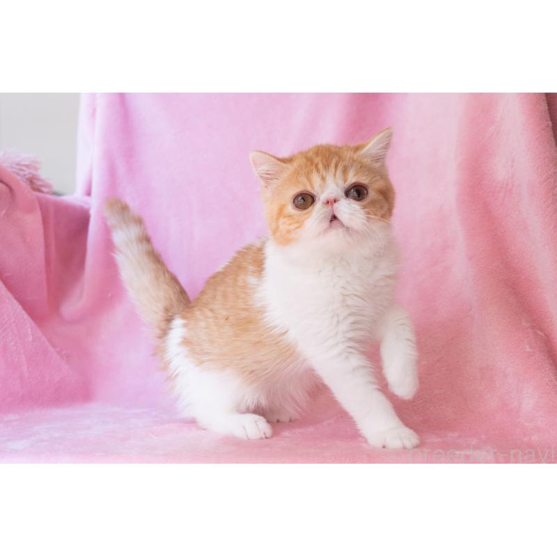 販売中の神奈川県のエキゾチックショートヘア-132300の10枚目