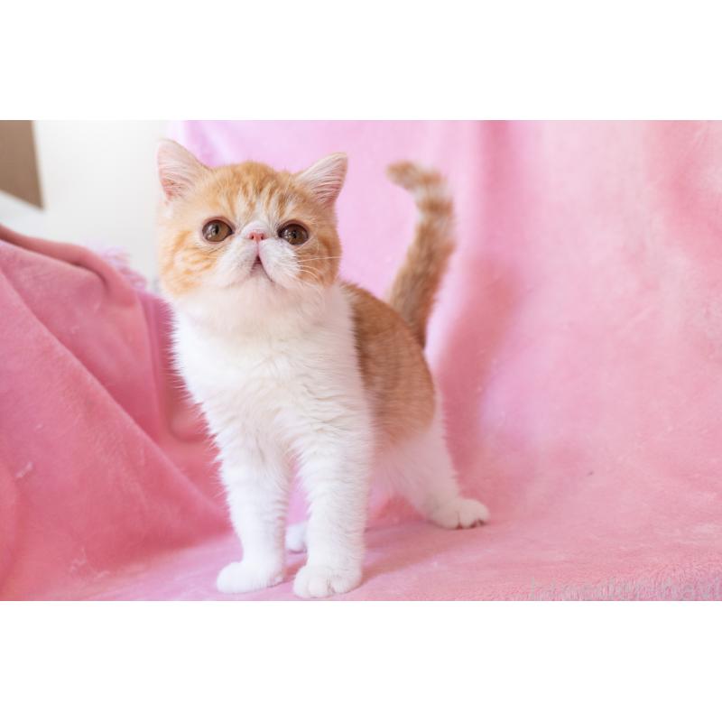 販売中の神奈川県のエキゾチックショートヘア-132300の9枚目