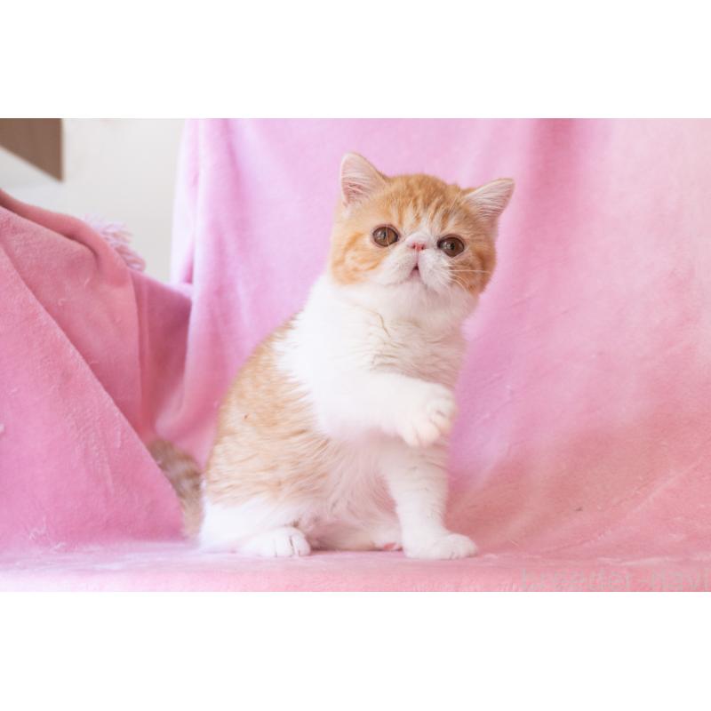 販売中の神奈川県のエキゾチックショートヘア-132300の8枚目