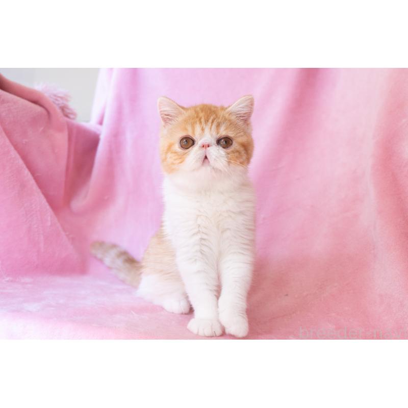 販売中の神奈川県のエキゾチックショートヘア-132300の7枚目