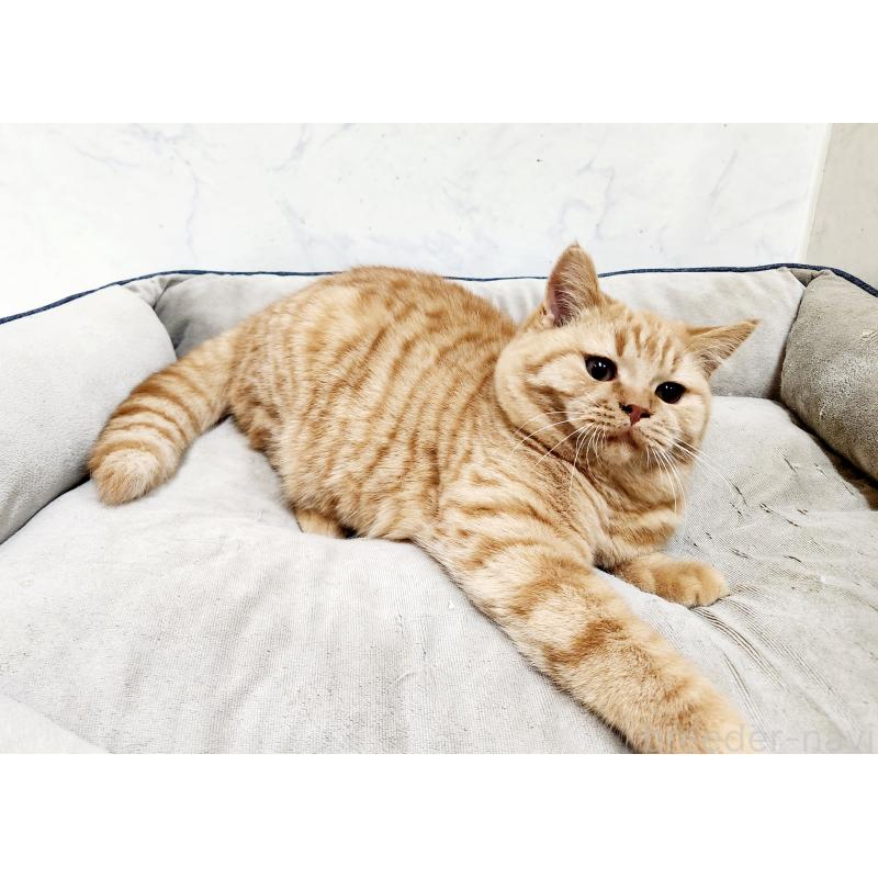 販売中の北海道のスコティッシュフォールド-135270の2枚目