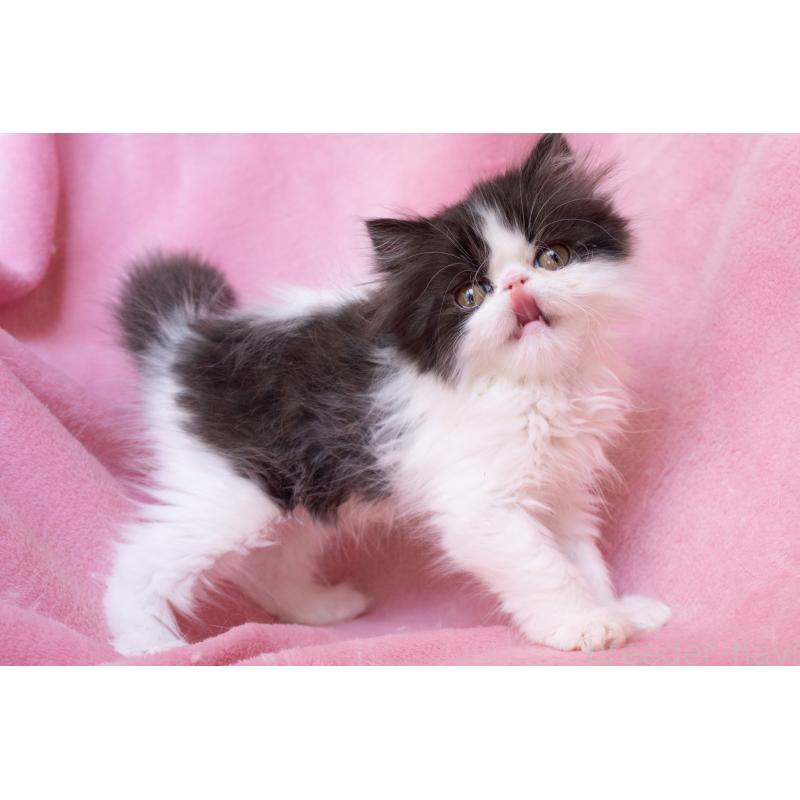 成約済の神奈川県のエキゾチックロングヘア-136091の5枚目