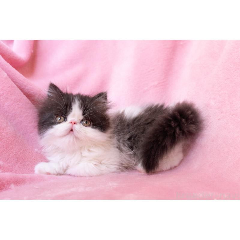 成約済の神奈川県のエキゾチックロングヘア-136091の3枚目