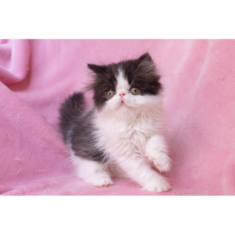 成約済の神奈川県のエキゾチックロングヘア-136091の2枚目