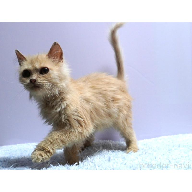 販売中の群馬県のミヌエット-129754